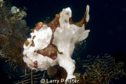 Frogs everywhere, diving off Gangga Island by Larry Polster 